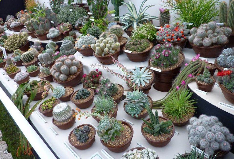 Plongez dans l'univers fascinant des cactus : Un blog pour les passionnés et les curieux