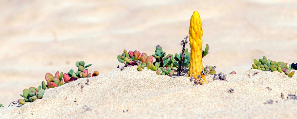Le métabolisme ingénieux des plantes grasses : comment survivre dans les déserts ?