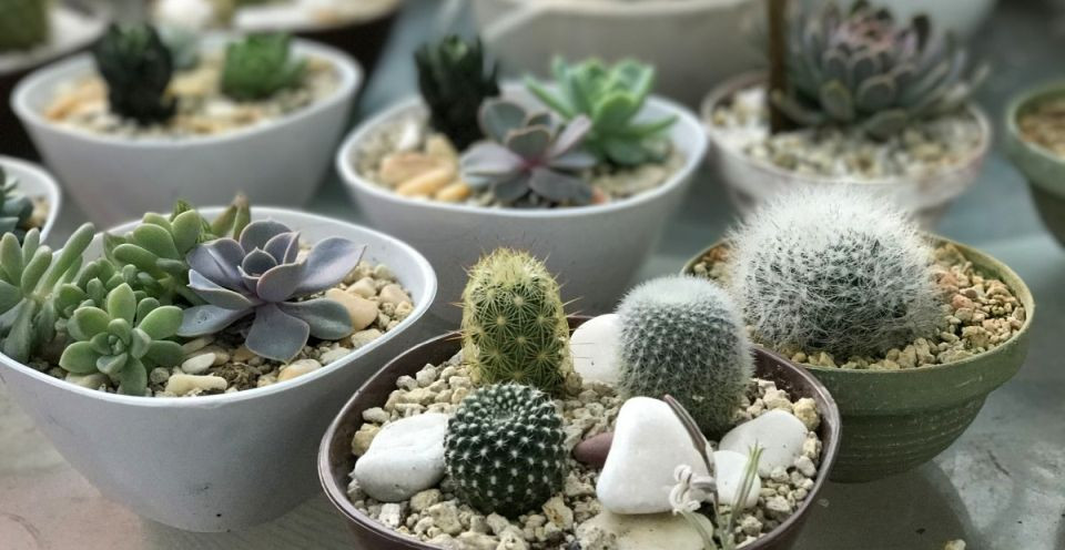 Succulentes : L'art de la résilience dans l'aridité