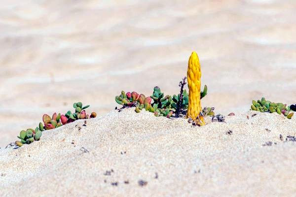 Le métabolisme ingénieux des plantes grasses : comment survivre dans les déserts ?