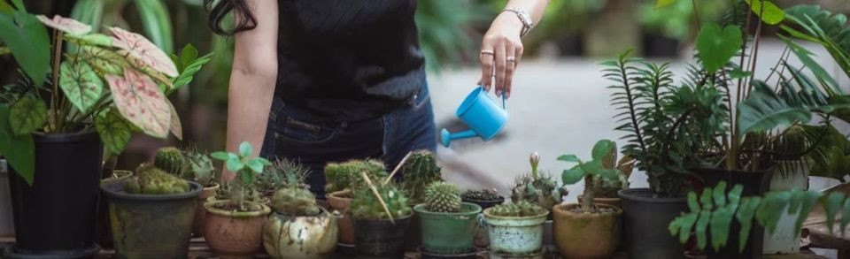 Plantes grasses et succulentes : un guide d'arrosage adapté à leur morphologie