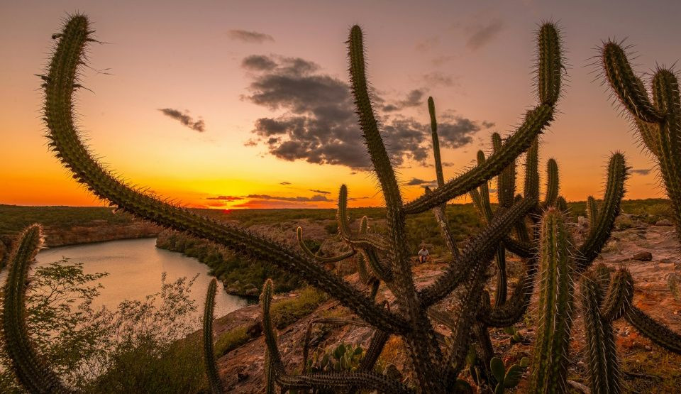 On trouve les succulentes uniquement dans les déserts, cliché ou réalité ?