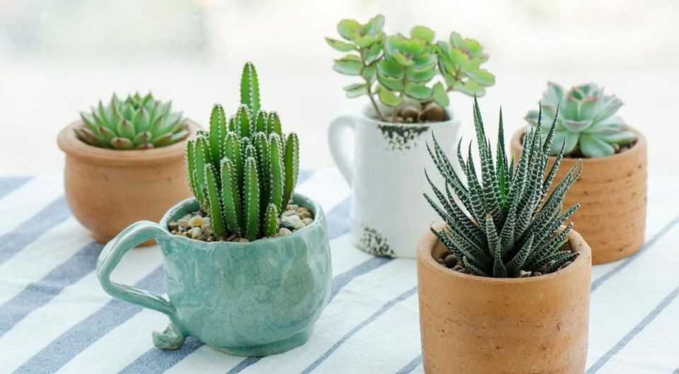 Les Formes Étonnantes des Succulentes : Une Merveille de la Nature