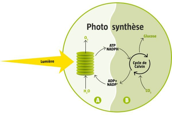 Le cycle de Calvin : Au cœur de la photosynthèse