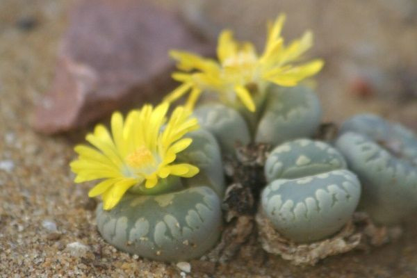 Succulentes : Un cycle de vie rythmé par l'eau