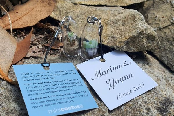 Offrez une touche de verdure et un souvenir durable à vos invités de mariage avec les Minicactus
