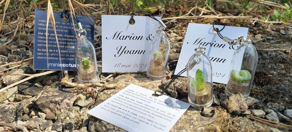 Offrez une touche de verdure et un souvenir durable à vos invités de mariage avec les Minicactus