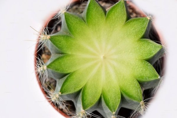 La structure interne des cactus : le secret de leur survie en milieu aride