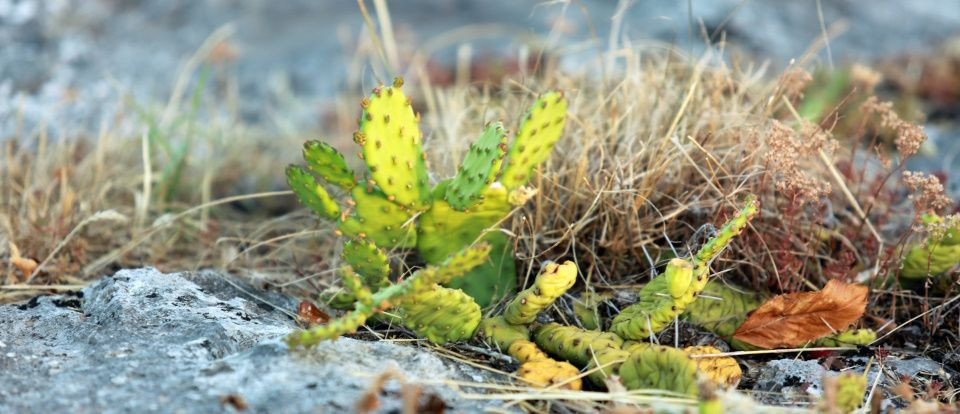 Succulentes : Un cycle de vie rythmé par l'eau