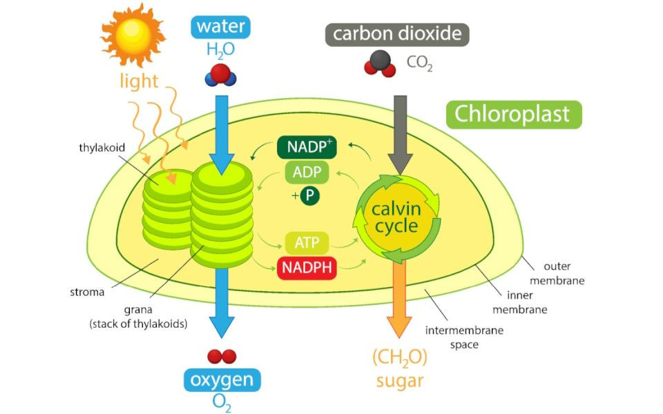 Le cycle de Calvin : Au cœur de la photosynthèse