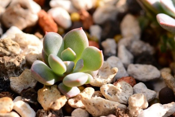 Le secret des succulentes : Une photosynthèse hors du commun