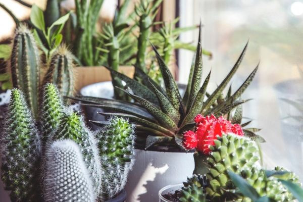 Plongez dans l'univers fascinant des cactus : Un blog pour les passionnés et les curieux