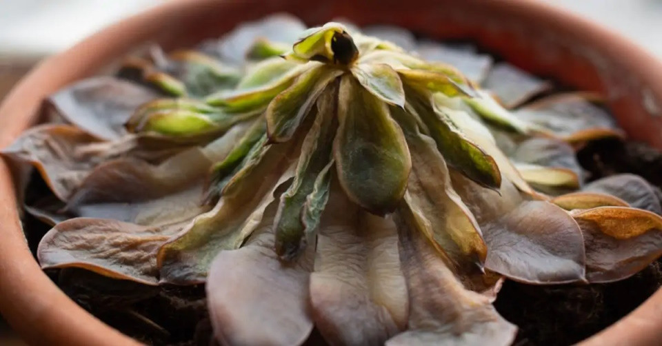 Guide complet : Comment arroser vos succulentes pour une croissance optimale