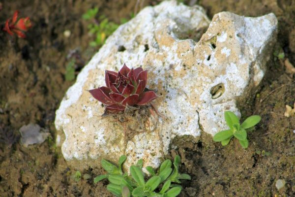 A la découverte des habitats des plantes succulentes