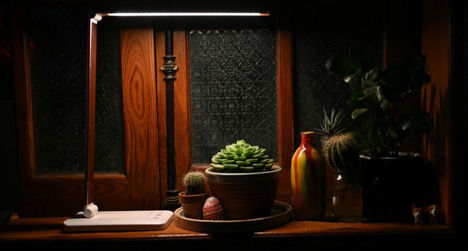 Le secret des succulentes : Une photosynthèse hors du commun