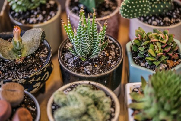 Les Formes Étonnantes des Succulentes : Une Merveille de la Nature