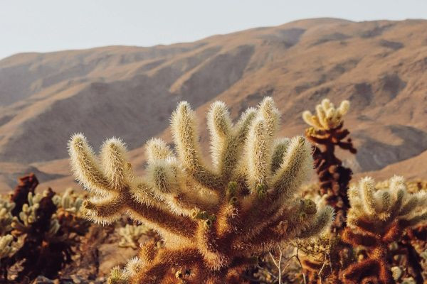 On trouve les succulentes uniquement dans les déserts, cliché ou réalité ?