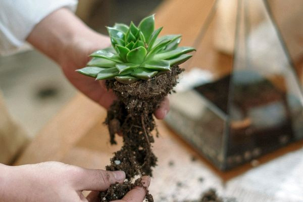 Succulentes : L'art de la résilience dans l'aridité