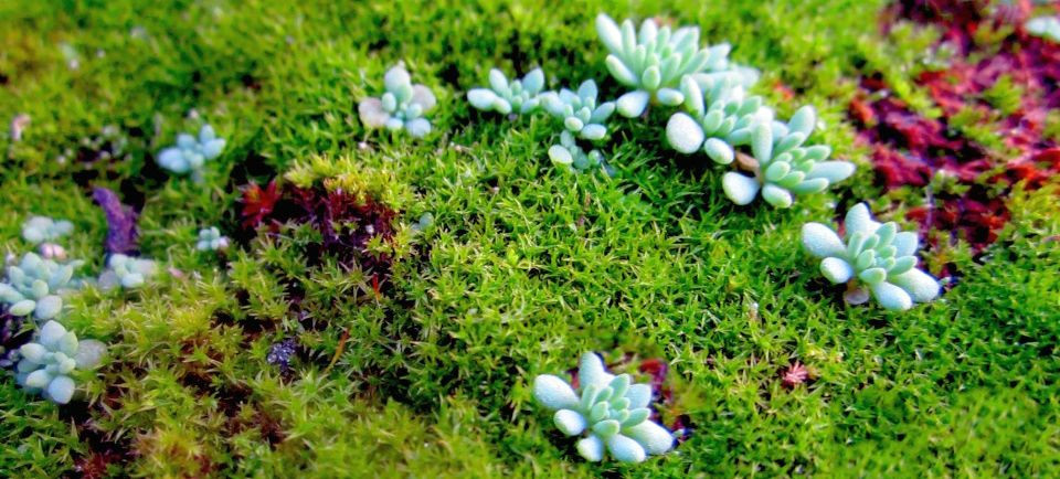 A la découverte des habitats des plantes succulentes